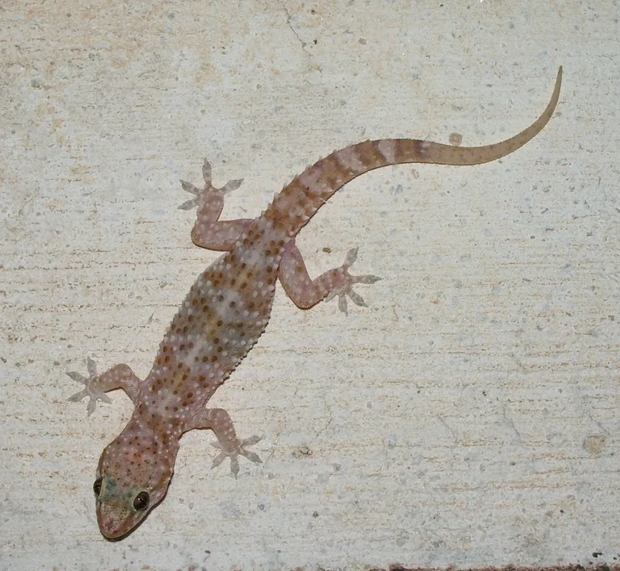Arhipelagul Kerkennah — Bau (Sudan)