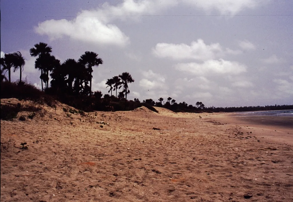 Conservarea țestoaselor marine Gunjur — Gunjur (Gambia)