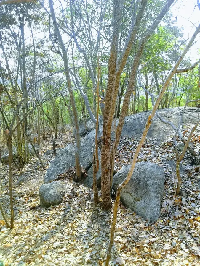 Guruve