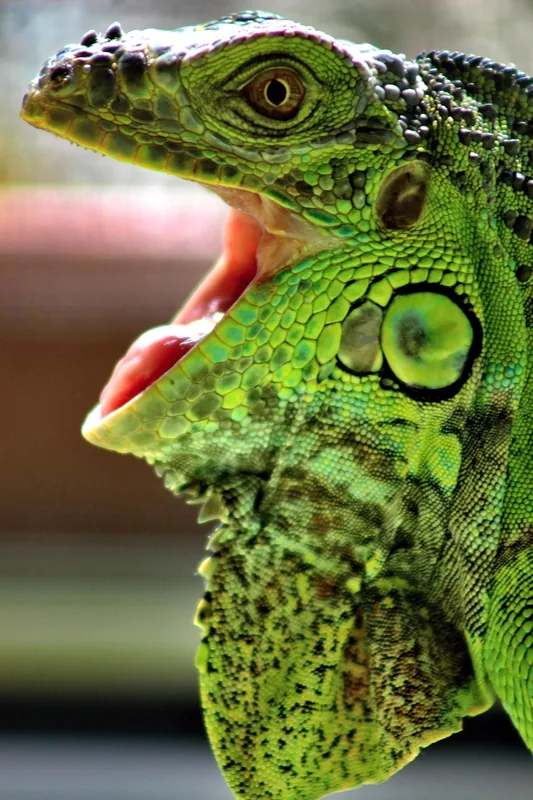 Leguan
