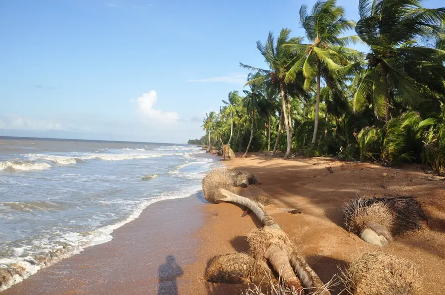 Shell Beach — Matthews Ridge (Guyana)