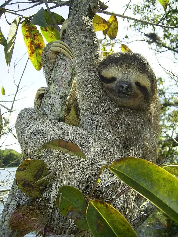 Sloth Island — Bartica (Guyana)