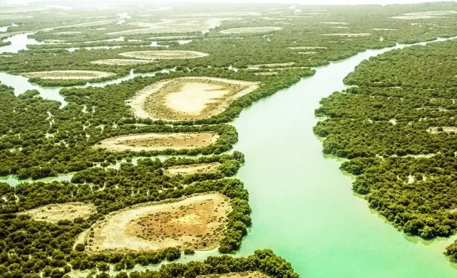 Hara-Mangrovenwälder — Arak (Iran)