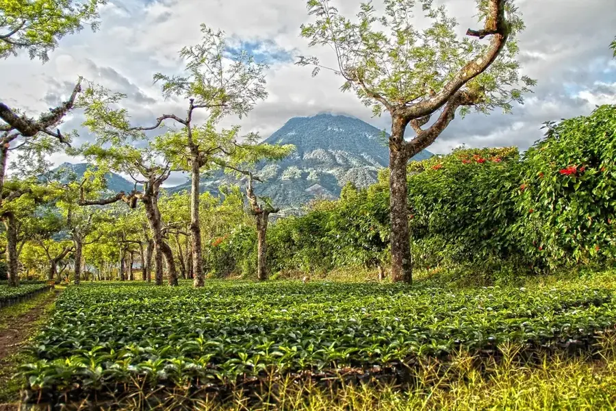 High Mountain Coffee Plantation — Alligator Pond River (Jamaica)