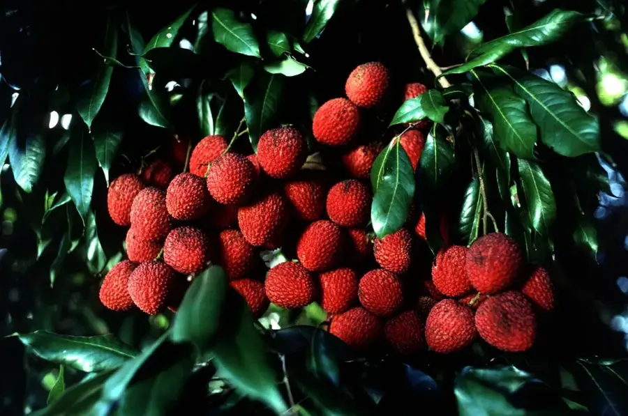 Lancetilla Botanical Garden — Patuca River (Honduras)