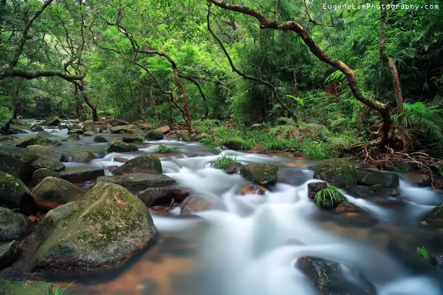 Tai Po Kau Természetvédelmi Terület