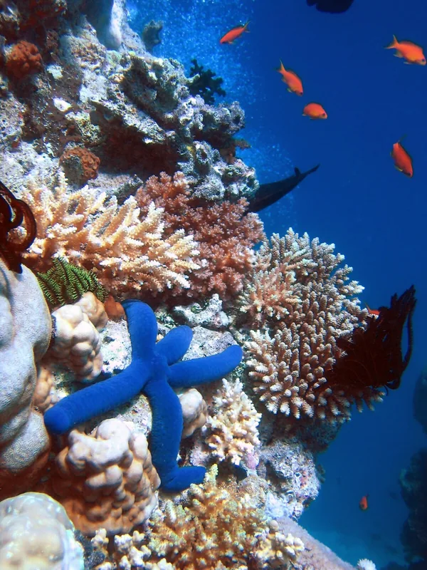 HP Reef