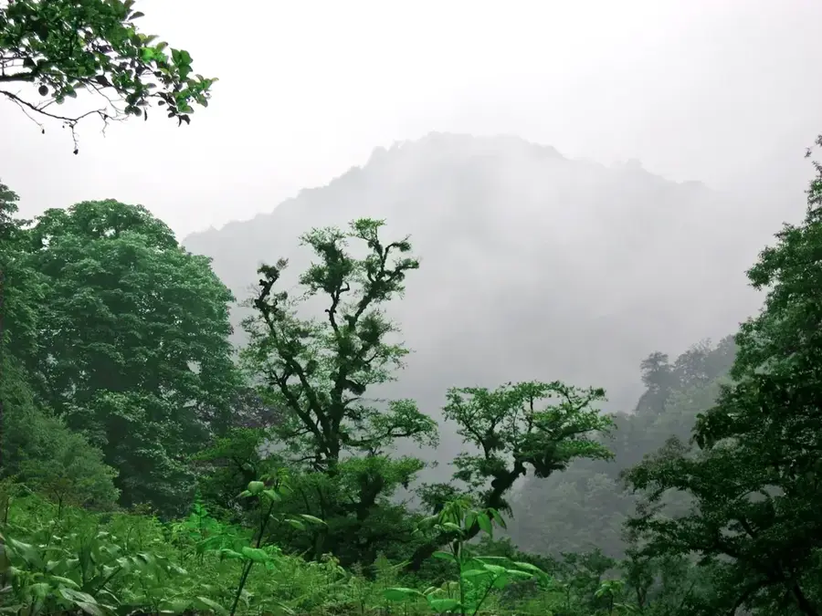 Hyrkanischer Wald — Eram-Garten (Iran)