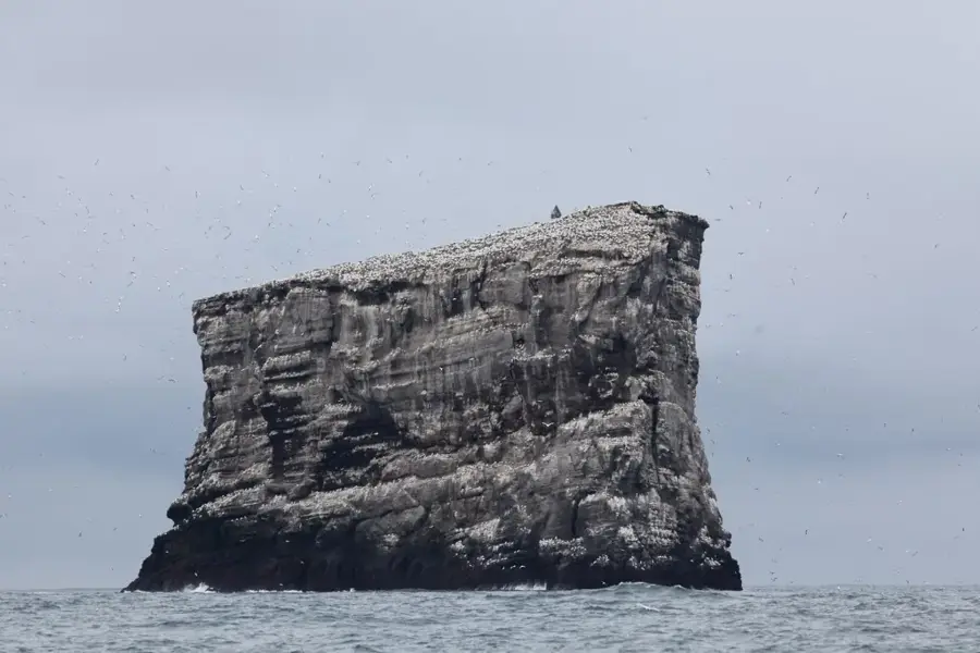 Eldey Gannet Colony