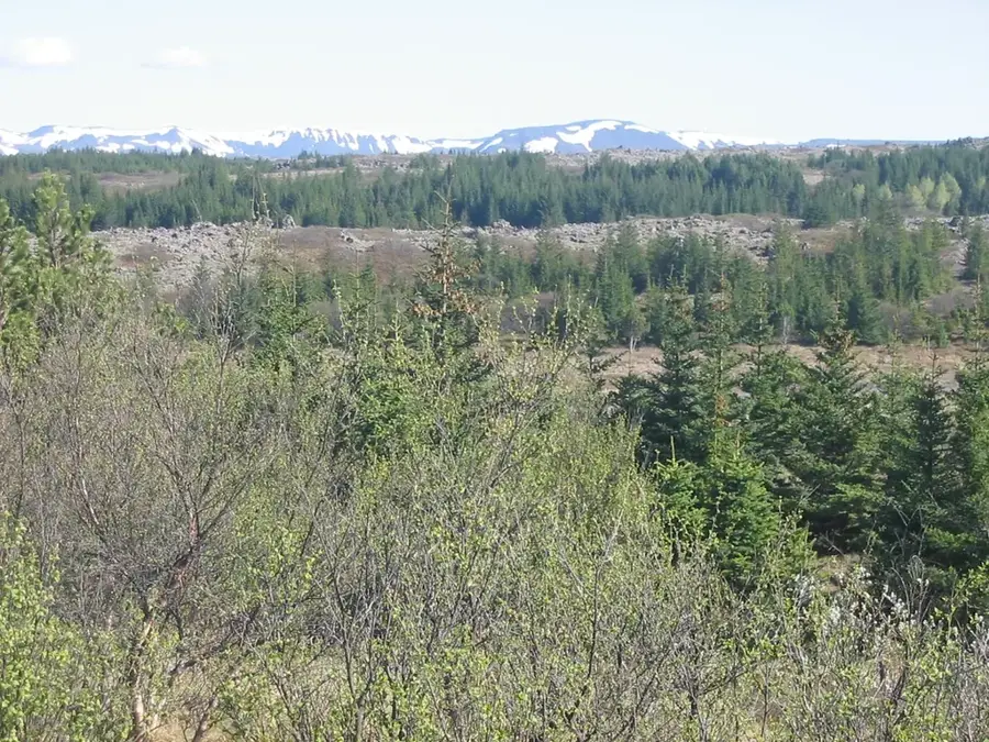 Heidmork Forest — Bláfjöll (Iceland)