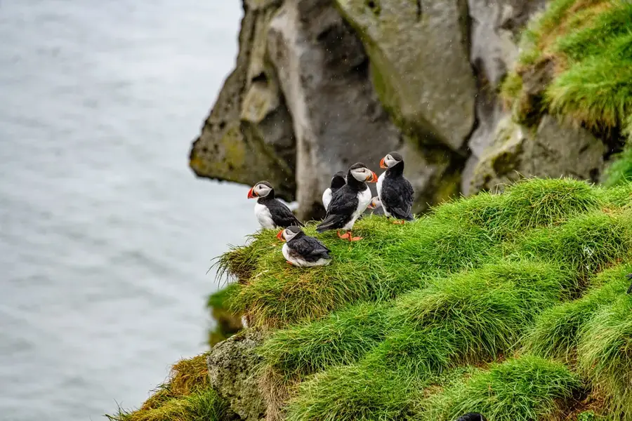 Ingólfshöfði Természetvédelmi Terület — Jökulsárlón (Izland)