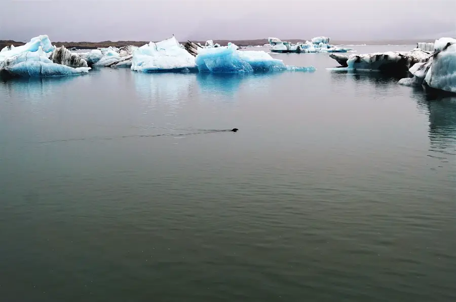 Jökulsárlón fókakolónia — Jökulsárlón (Izland)