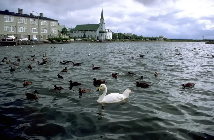 Tjornin Lake Birdlife