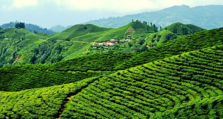 Ilam Tea Gardens — Kangchenjunga (India)