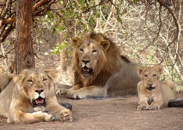 Gir Forest National Park — Reliance Jamnagar Refinery (India)