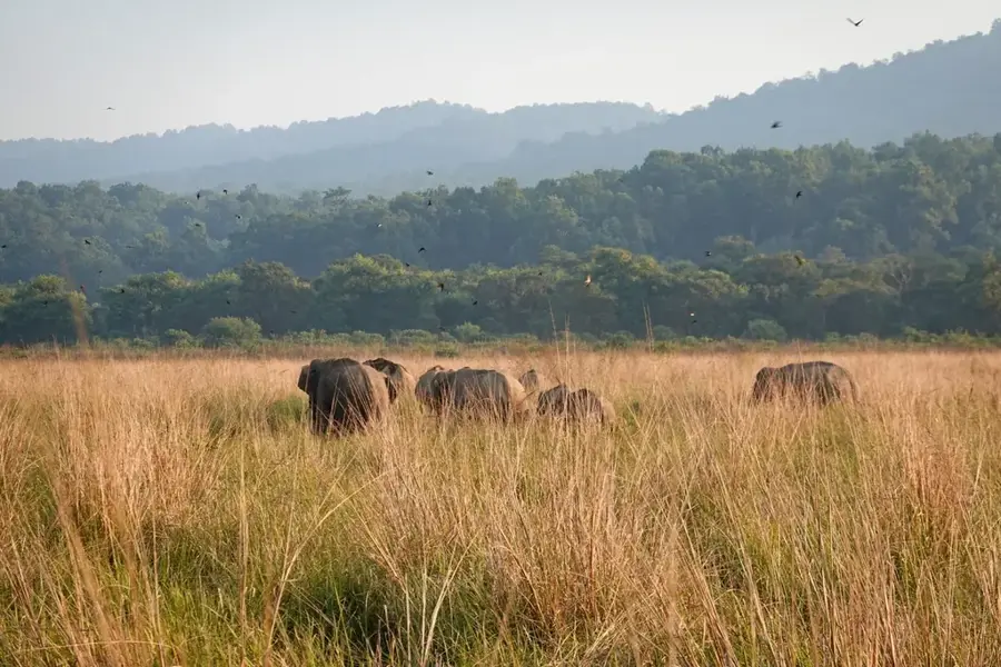 Jim Corbett National Park — Nanda Devi (India)