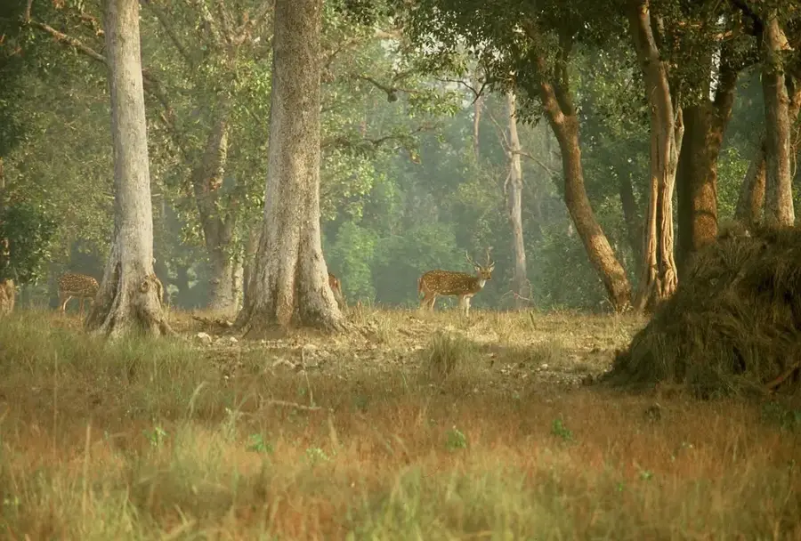 Kanha-Nationalpark — Sasan Ultra Mega Power Project (Indien)