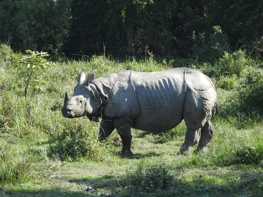 Kaziranga-Nationalpark — Brahmaputra (Indien)