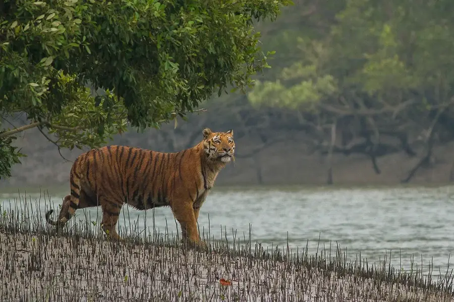 Parcul Național Sundarbans — Portul Kolkata (India)