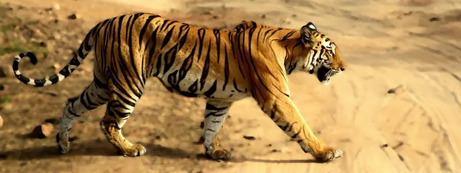 Bandhavgarh — Sasan Ultra Mega Power Project (Indien)