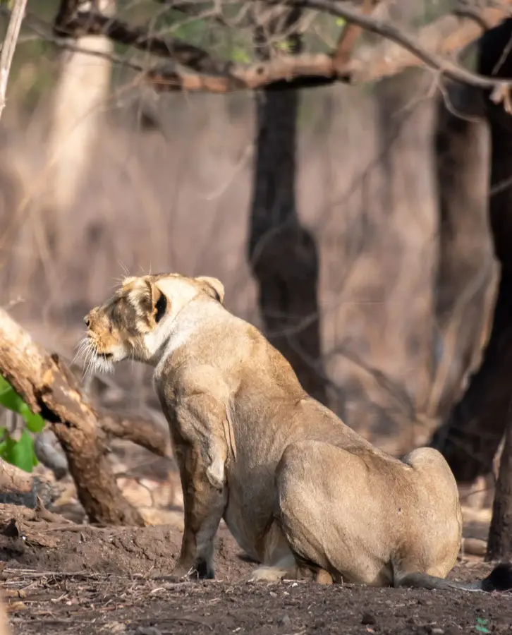 Gir (Sasan) — Reliance Jamnagar Refinery (India)