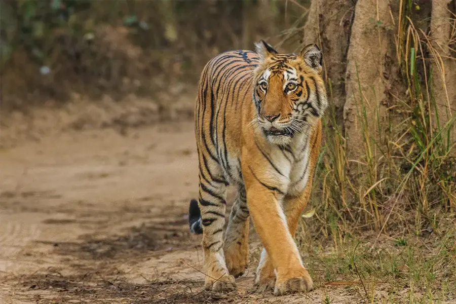 Jim Corbett (Ramnagar) — Varanasi (Indien)