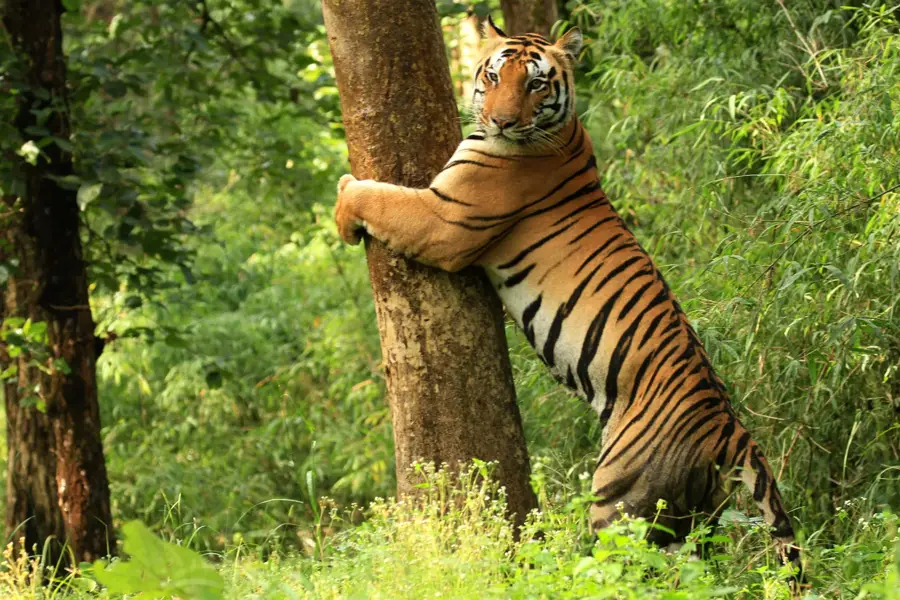 Kanha — Sasan Ultra Mega Power Project (Indien)