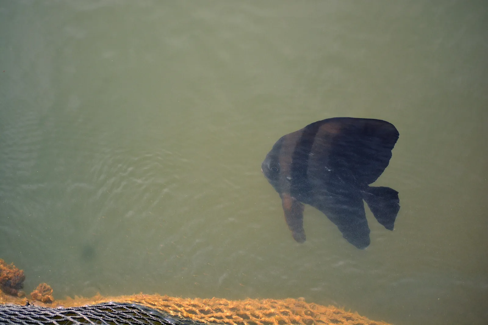 Citeureup — Ujung Kulon National Park (Indonesia)