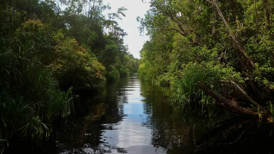 Tanjung Puting — Surakarta (Solo) (Indonesien)