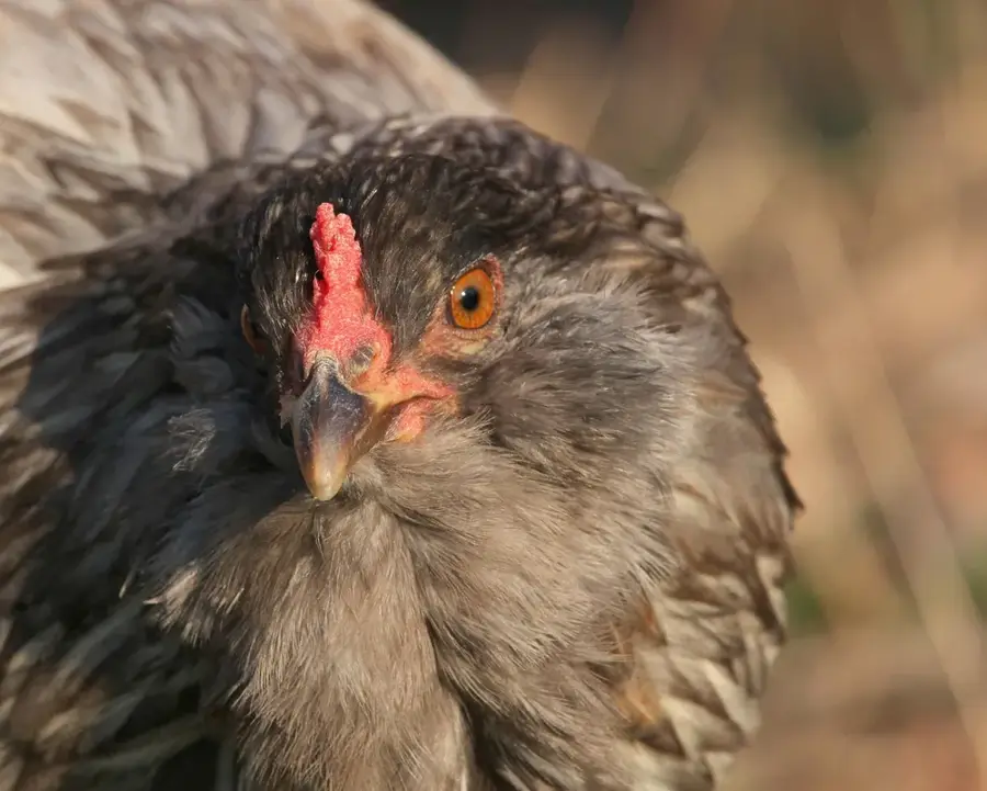 Egger Rădăuți — Suceava (România)