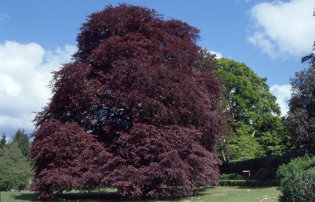 Coole Park