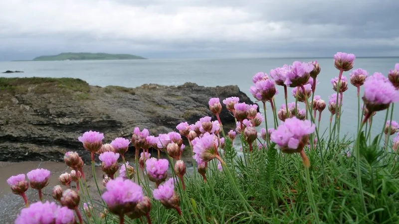 Portraine — Bray (Irland)