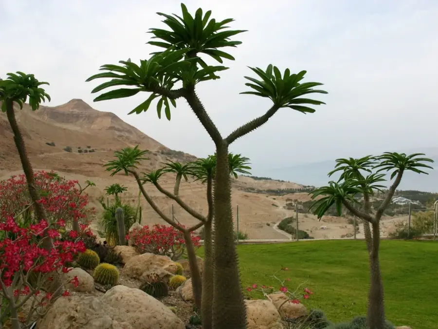 Botanischer Garten En Gedi — Masada (Israel)