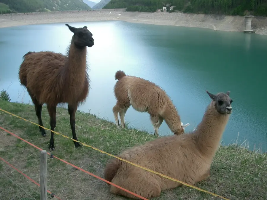 Lama — Foggia (Italy)