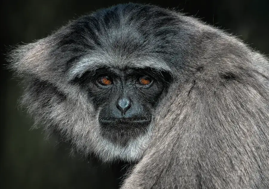 Jahoo Gibbon Camp — Gia Nghĩa (Vietnam)