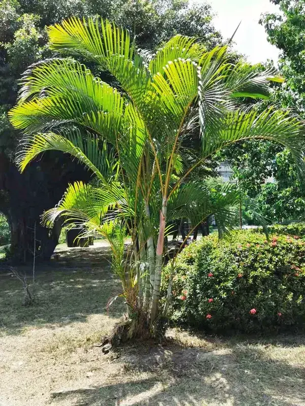Jérémie Ornamental Garden