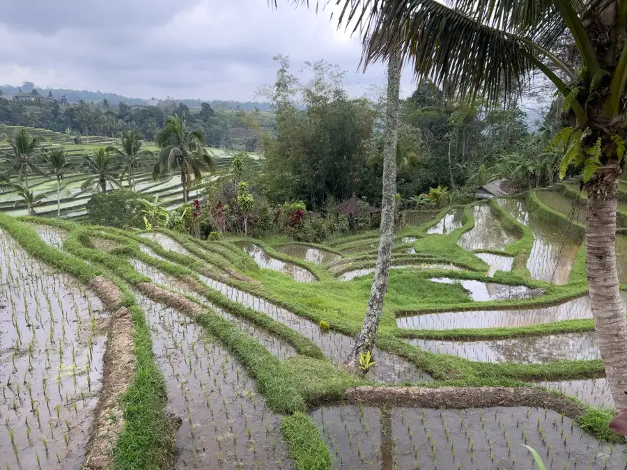 Jatiluwih rizsföldek