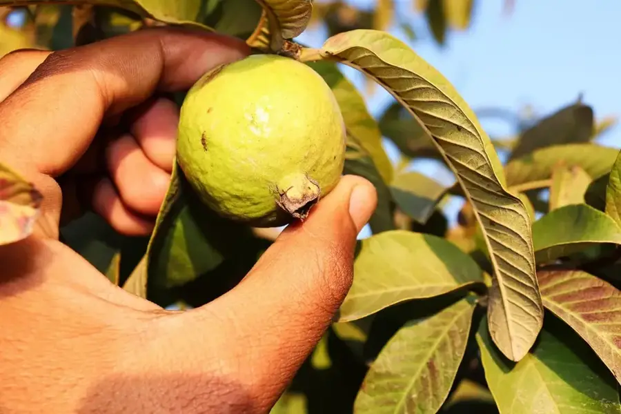 Guaven-Plantagen von Jhalokati — Jamalpur (Bangladesch)