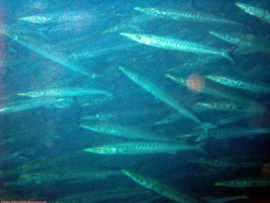 Pelican Bar — Frenchman's Cove (Jamaica)