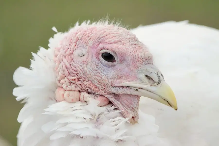 Poultry Processing Plant
