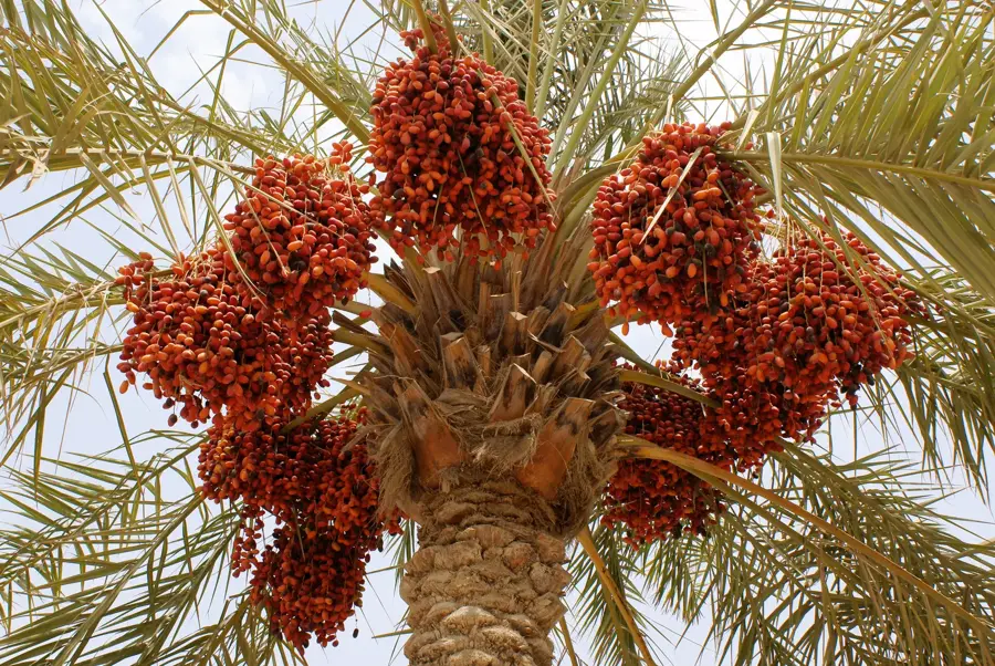 Jordan Valley Date Palm Plantations — Fuheis (Jordan)