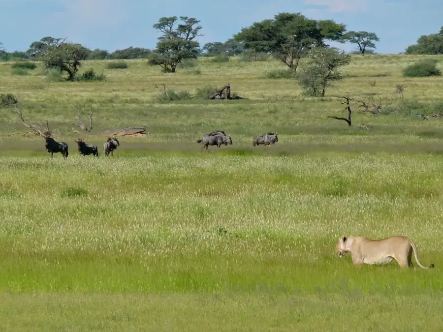 Kalahari Wildtierkorridor