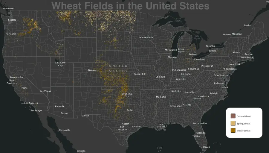 Kansas Wheat Fields