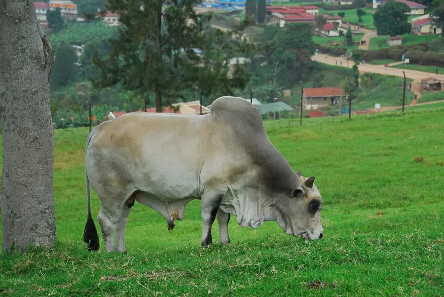 Karambi-Königsgräber — Mparo-Gräber (Uganda)