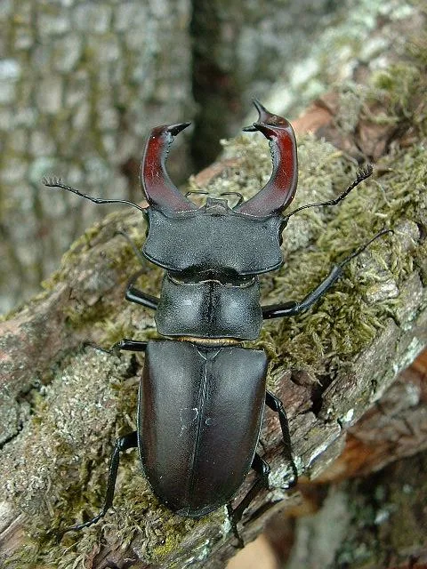 Karari