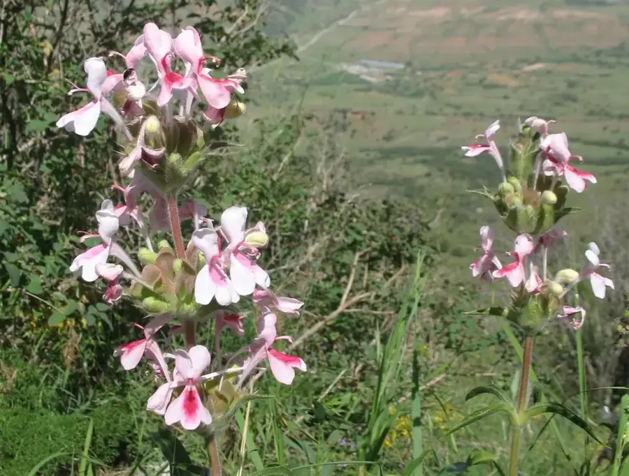 Karjantau Range — Chatkal Range (Uzbekistan)
