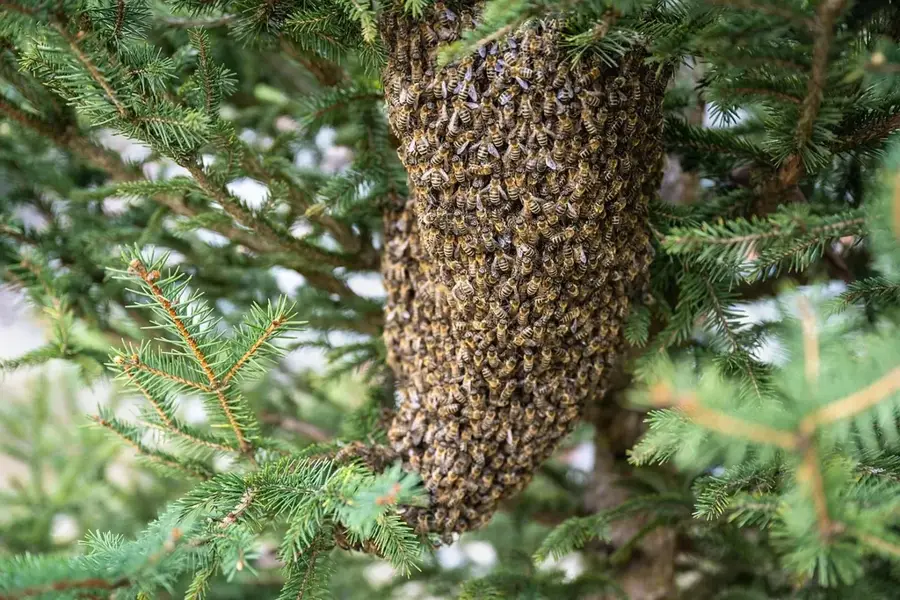 Karongi Bienenhaltung — Kivusee (Ruanda)