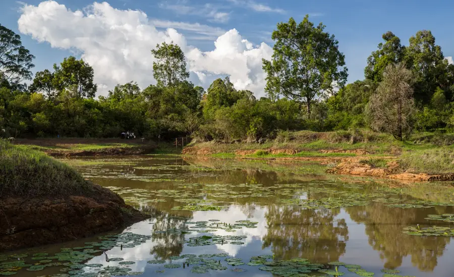 Karura Wald Nairobi — Thika (Kenia)
