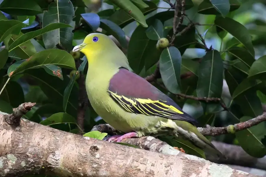 Parcul Național Kaudulla — Mullaitivu (Sri Lanka)