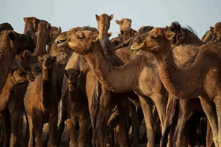 Kavir Nemzeti Park